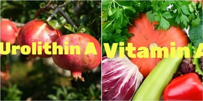 Is Urolithin A the Same as Vitamin A Is Urolithin A the Same as Vitamin A